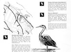 McFadden Creek Heronry